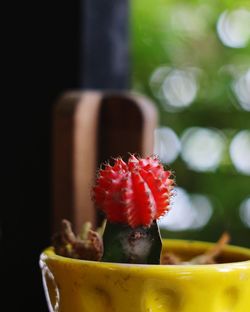 Close-up of succulent plant in pot