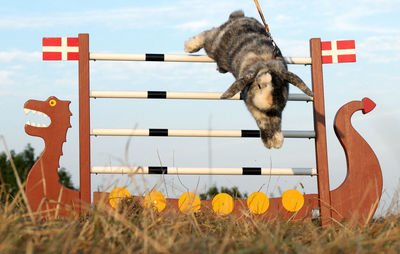 Rabbit jumping over hurdle on field