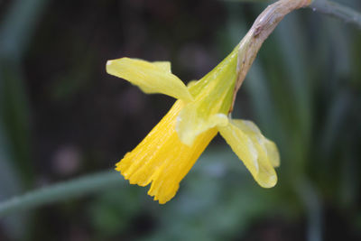 Close-up of yellow flower