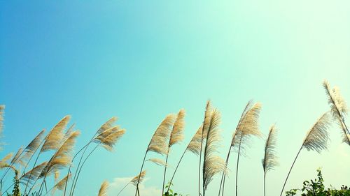 Low angle view of trees against clear blue sky