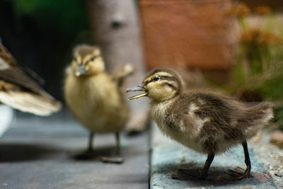 Close-up of birds eating