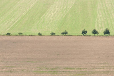 Scenic view of agricultural field