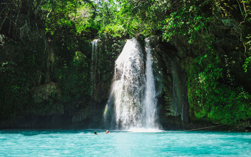 Scenic view of waterfall in forest