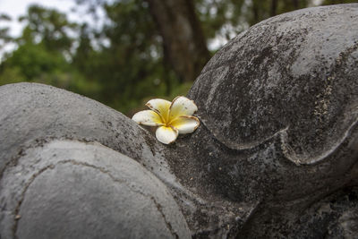 Close-up of frangipani on tree trunk