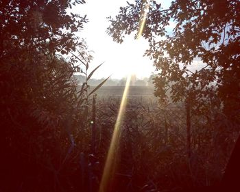Sunlight streaming through trees in forest