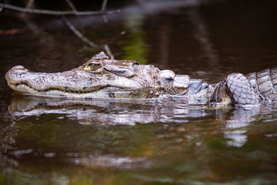 Crocodile swimming in lake