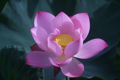 Close-up of pink lotus