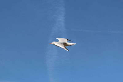 Low angle view of seagull flying in sky