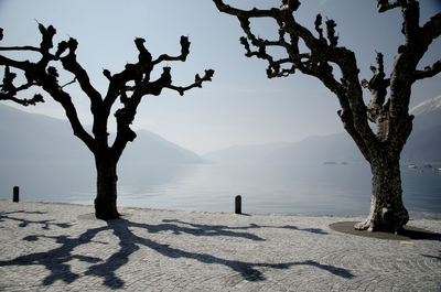 Bare tree on landscape against sea