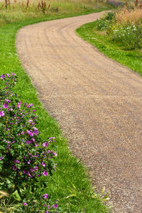 High angle view of flowering plants on footpath