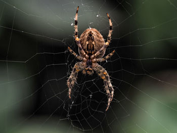 Close-up of spider on web