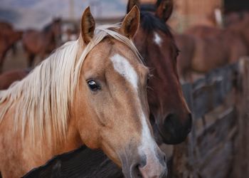 Close-up of horses at stable