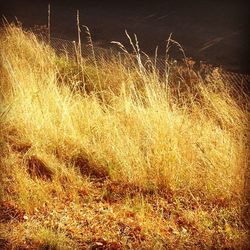 Plants growing on field