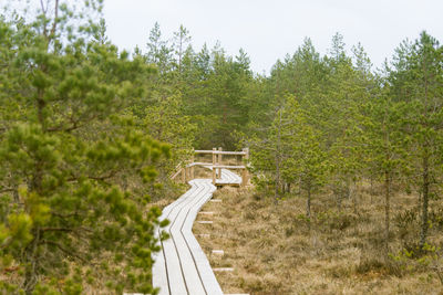 A wooden footpath in an early spring swamp