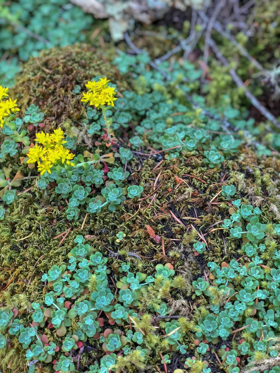 CLOSE-UP OF LICHEN ON FIELD