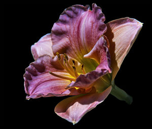 Close-up of pink rose against black background