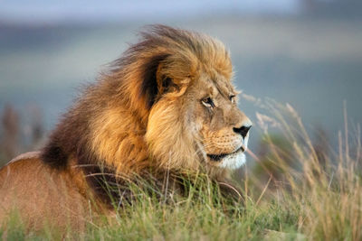 Portrait of a lion looking away