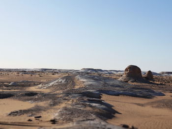 View of a horse on sand