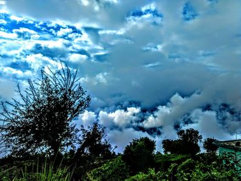 Low angle view of trees against sky