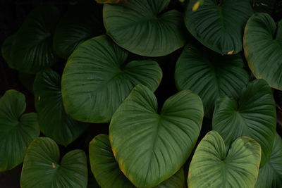 Full frame shot of green leaves