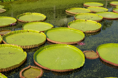 The royal water lily 