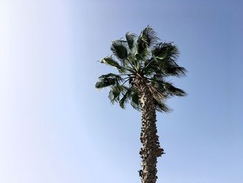 Low angle view of palm tree against clear blue sky