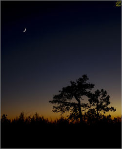 Silhouette of trees at sunset