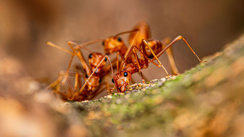 Close-up of spider