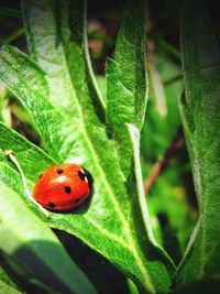 Close-up of ladybug on leaf