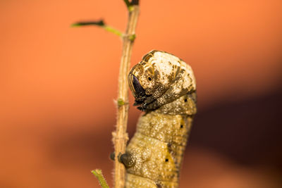 Close-up of insect