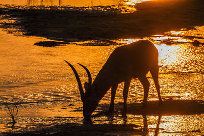 View of a horse on field during sunset