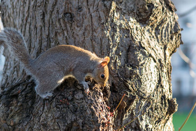 Close-up of tree trunk