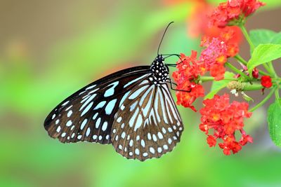 Butterfly on flower