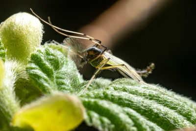 Closeup of a buzzer midge sitting atop a leaf