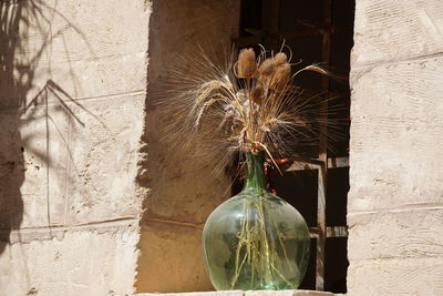 Close-up of cat hanging on plant