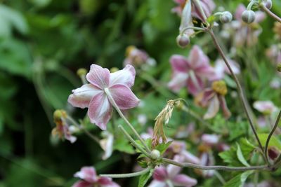 Close-up of pink flowering plant