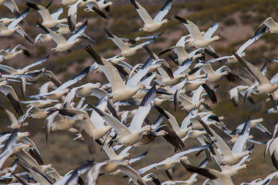 Full frame shot of birds
