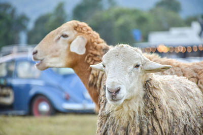 Sheeps in the garden.