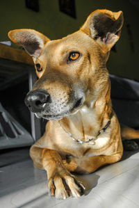 Close-up of a dog looking away