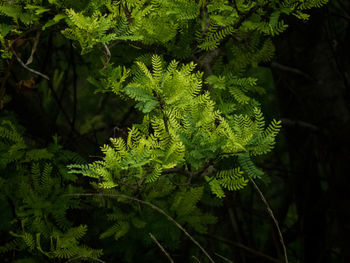 Close-up of fern leaves on tree