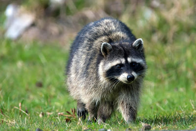 Close-up of racoon on field