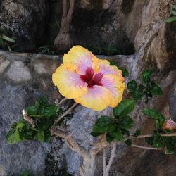 Close-up of flower on rock