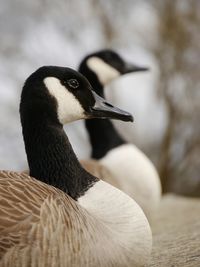 Close-up of high  section of two canadian geese 