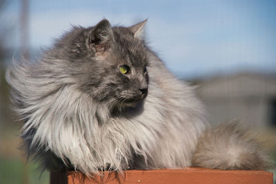 Close-up of a cat looking away