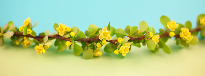 Close-up of yellow flowering plant