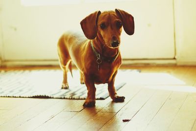 Close-up portrait of dog