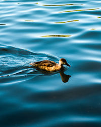 High angle view of duck swimming in lake