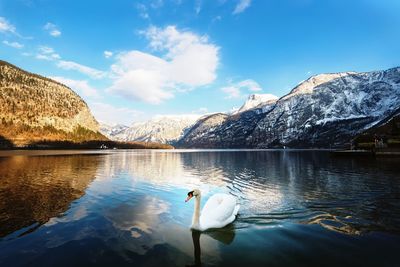 Duck floating on lake against mountain range