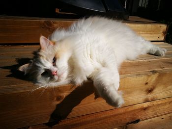 Close-up of cat on hardwood floor