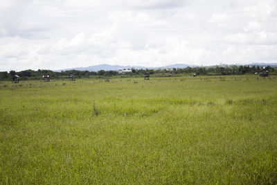 Scenic view of grassy field against sky